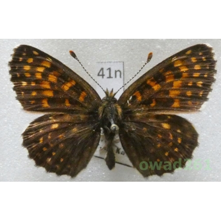 Melitaea diamina (Lang, 1789) Slovakia41n